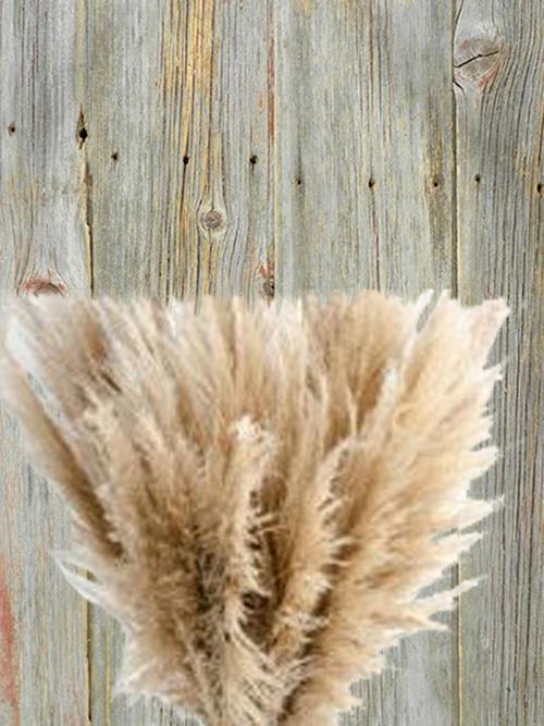 PAMPAS GRASS DRIED PRESERVED